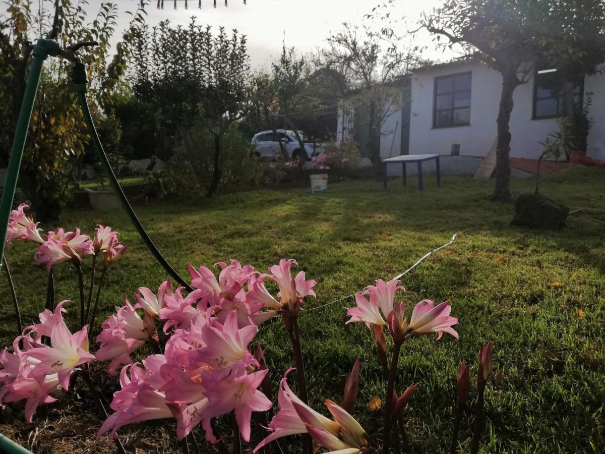 Casa Rural Limon Y Sol Sauzal Exteriér fotografie